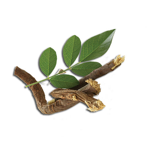 Licorice medicinal values and facts Veggies Info