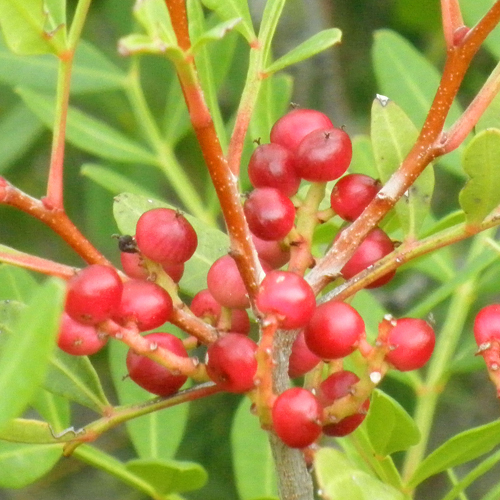 Mastic Interesting Facts And Properties Veggies Info