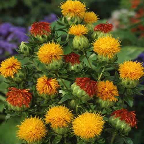 Safflower Medicinal And Health Uses Veggies Info