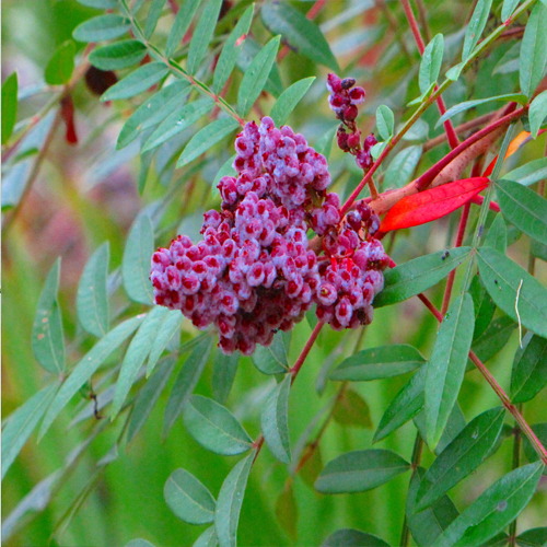 Sumac Health Benefits And Its Facts Veggies Info