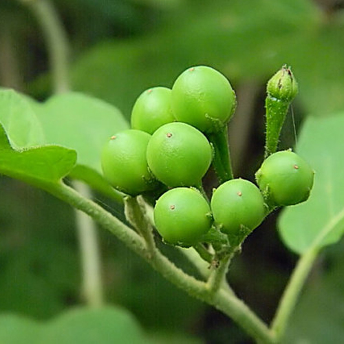 Turkey Berry Facts Nutritional Uses Veggies Info