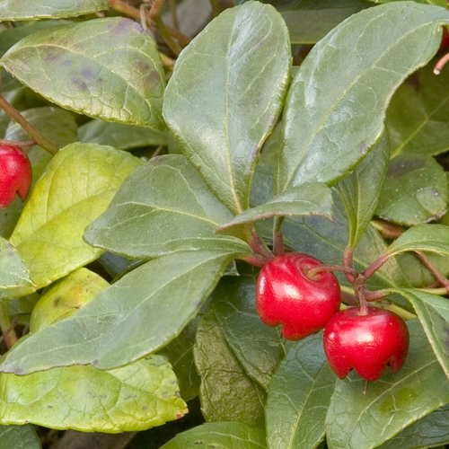 Wintergreen Uses And Health Benefits Veggies Info