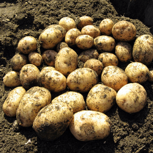 Chinese Potato Growth And Its Medicinal Uses Veggies Info