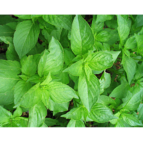 Lemon Basil Properties And Its Facts Veggies Info