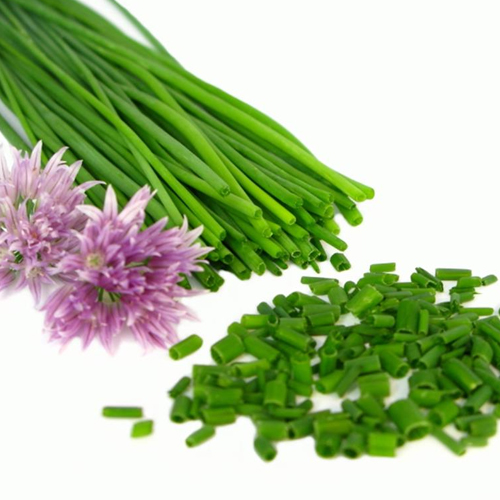 Chives Plant LongAwaited Health Benefits And Medicinal Uses Veggies Info