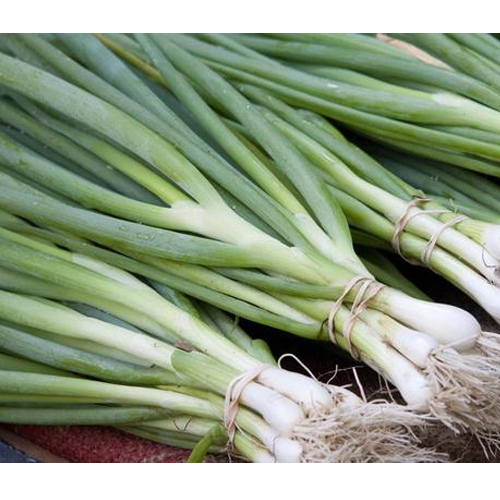Chives Plant LongAwaited Health Benefits And Medicinal Uses Veggies Info