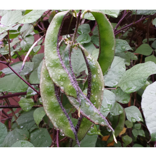 Hyacinth Bean Aspects And Its Medicinal Uses Veggies Info Veggies Info