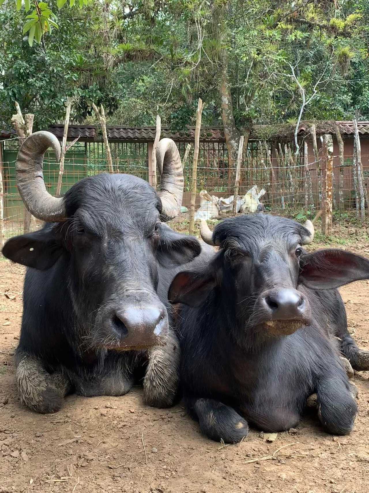 Private room on our VEGAN Animal Rescue & Sanctuary