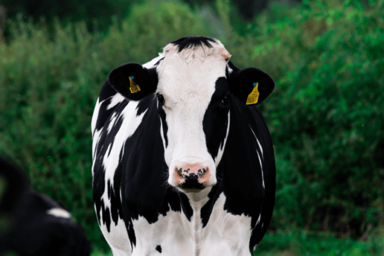 DAIRY DOES A BODY BAD A SCIENTIFIC REPORT ON COW’S MILK, HEALTH AND