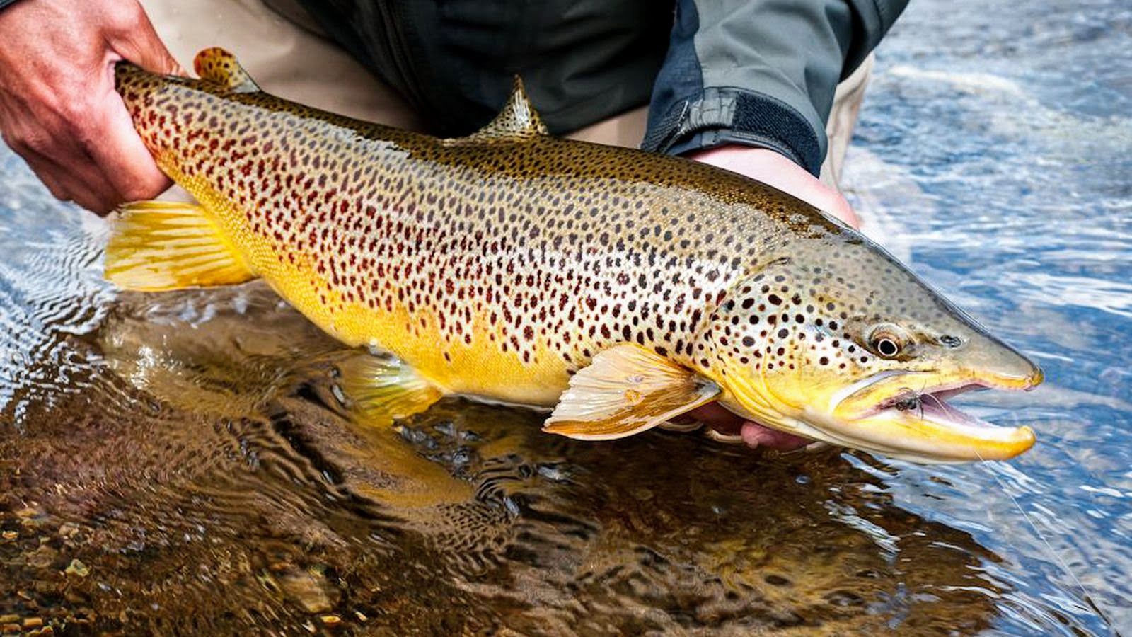 Productive brown trout rivers in Iceland Veiðiheimar
