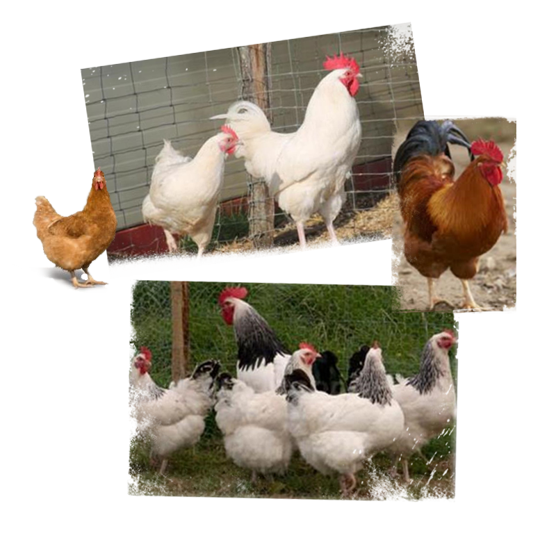 Ouders Veldhoeve Kip