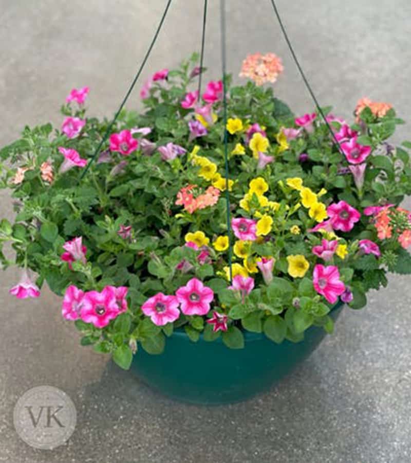 14" HANGING BASKET OF MIXED BLOOMS Veldkamp's Garden Center