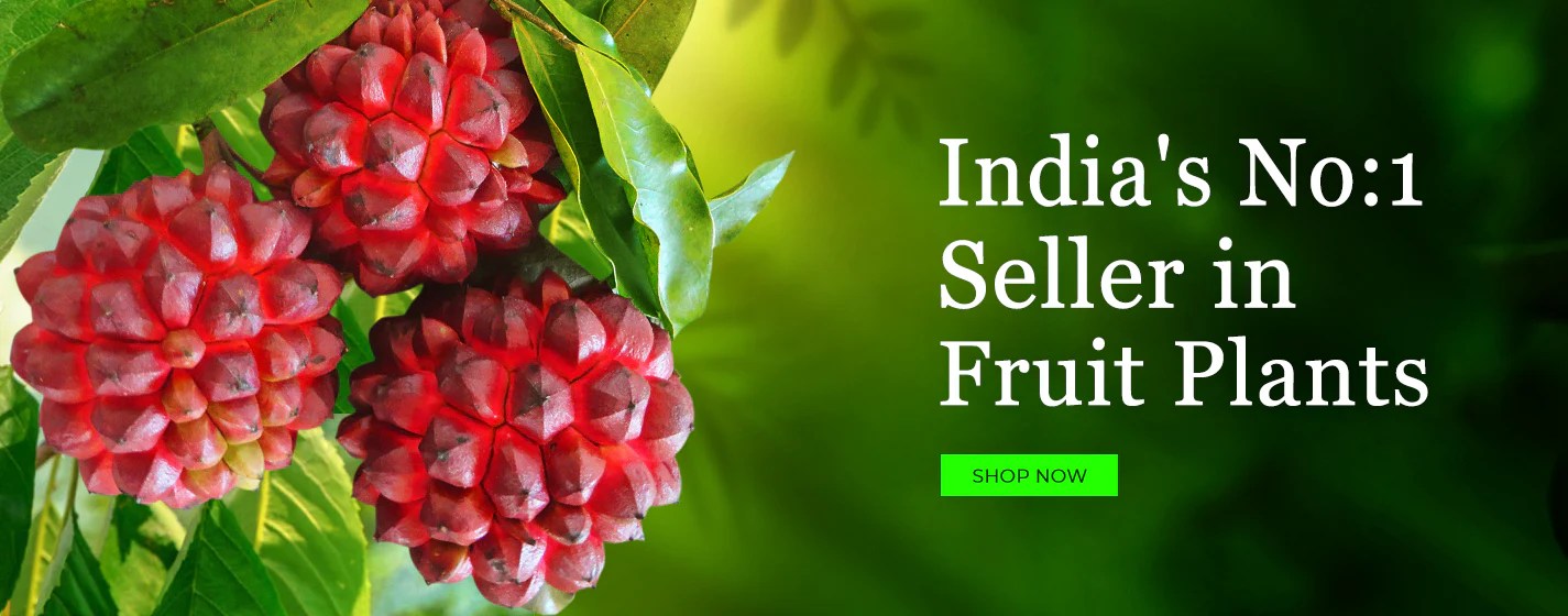 Buy Exotic and Rare Live Fruit Plants Online in India veliyathgardens