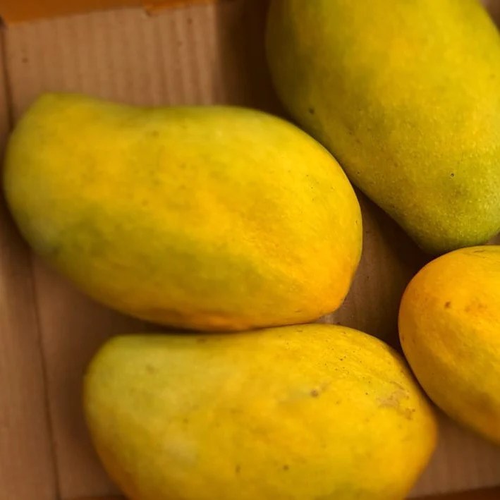 Pedda Rasalu Mango Live Plant (Mangifera indica) veliyathgardens