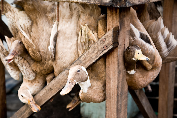 Sucks to be a duck in Manila.