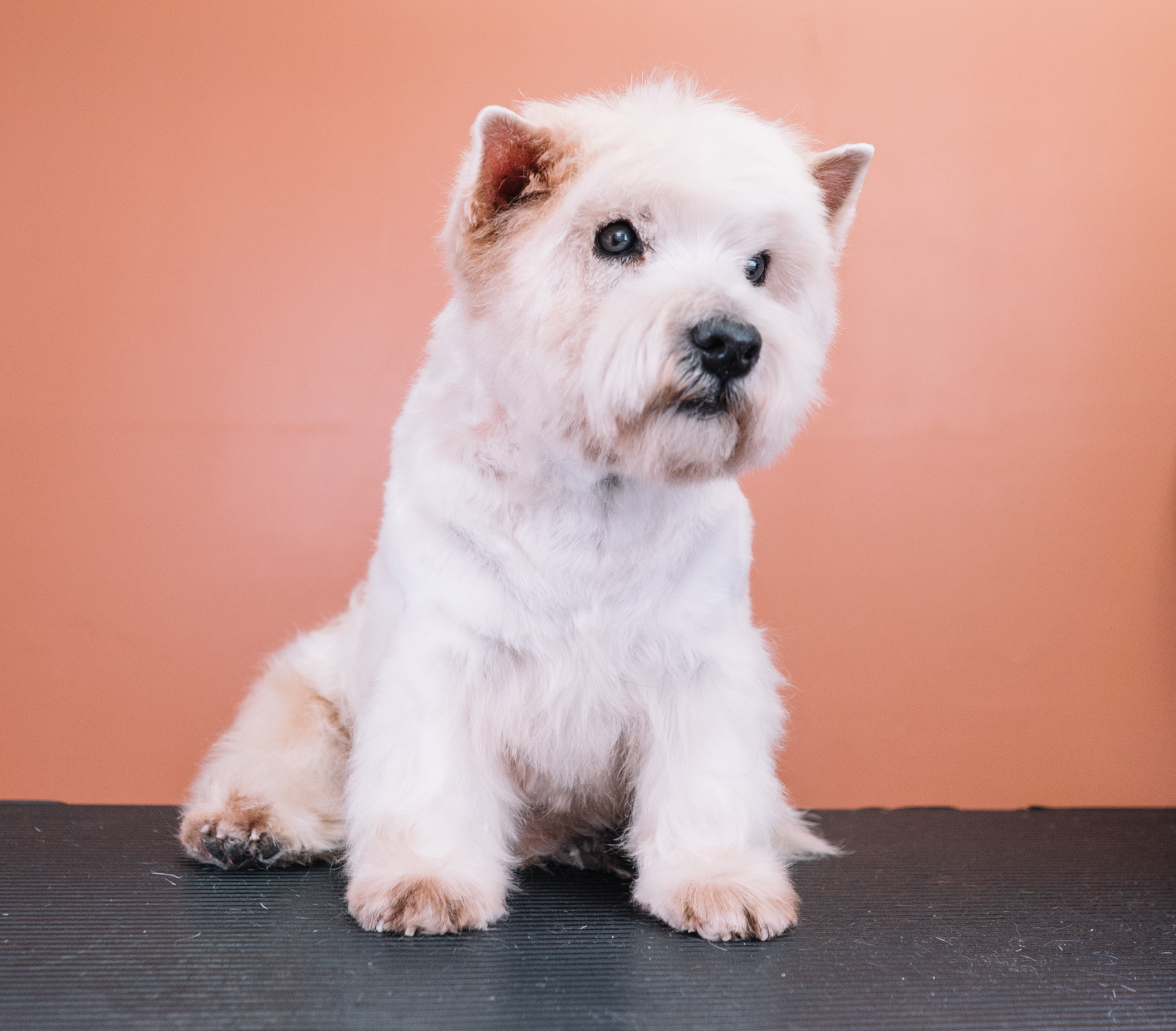 Startseite Velvet Dogs