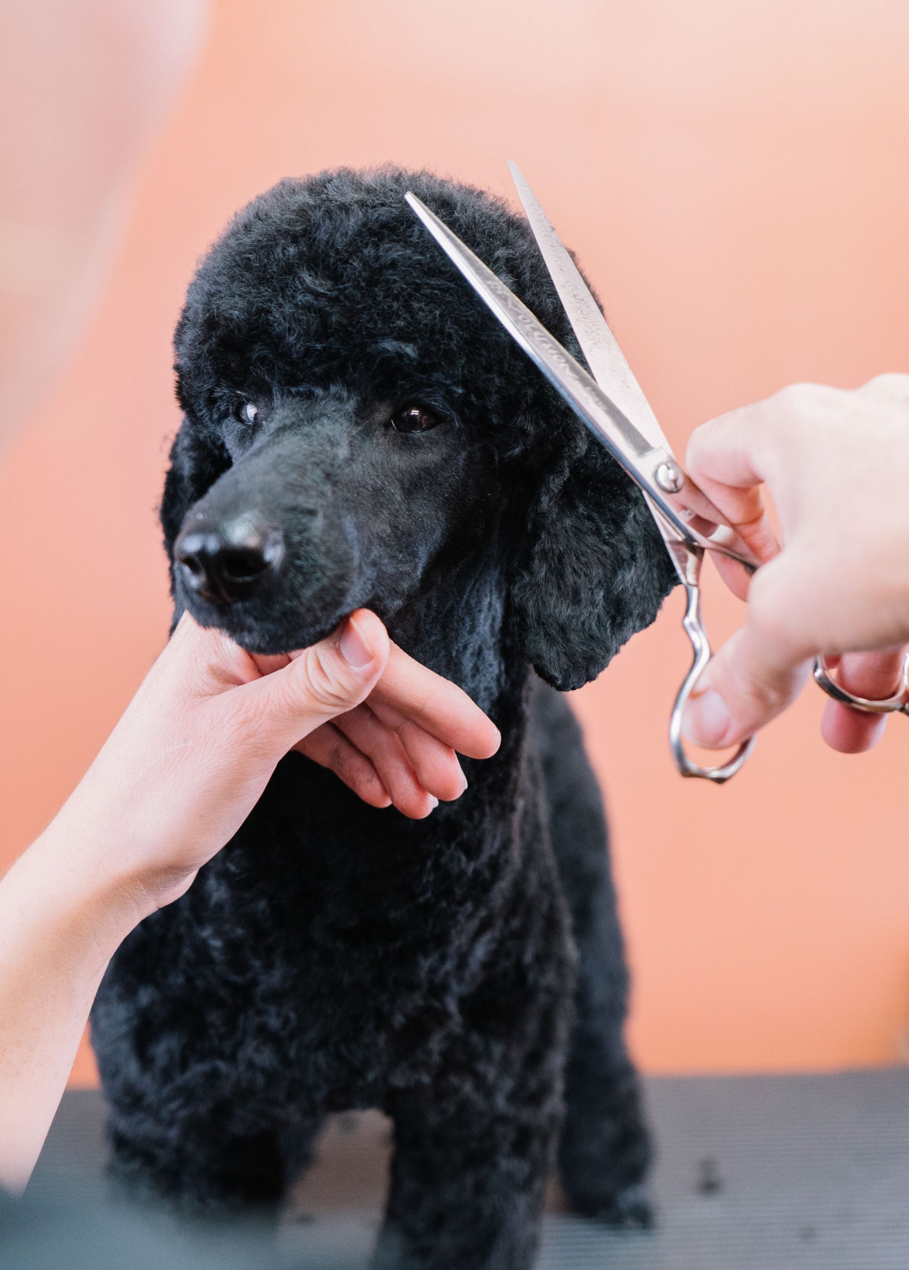 Startseite Velvet Dogs