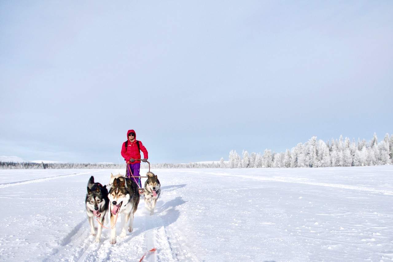 Husky safari in Finnish Lapland