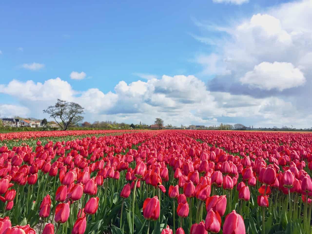 Driving route to see the famous tulip fields of Holland by car