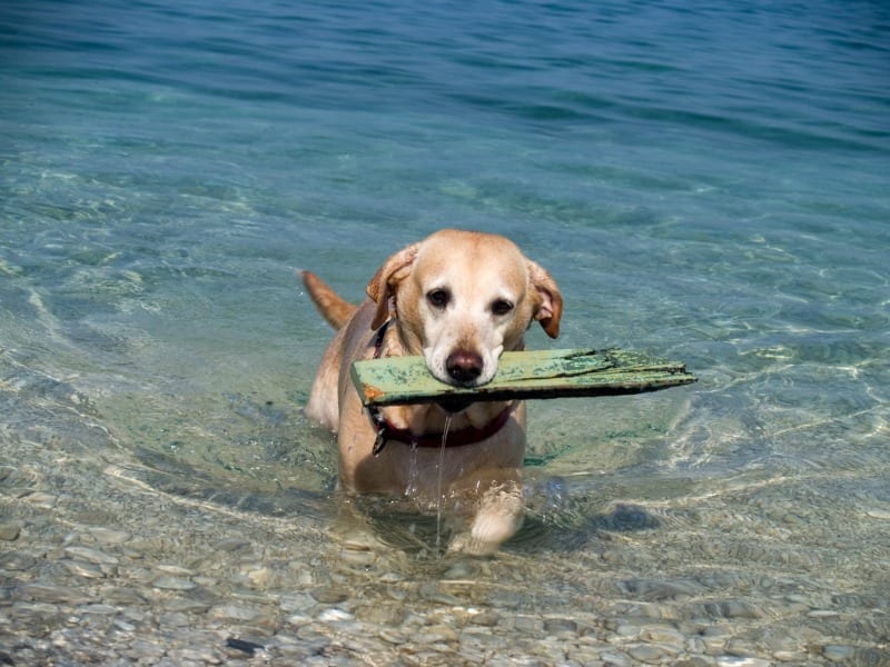 Cani al mare le migliori spiagge dog friendly in Italia Velvet Pets