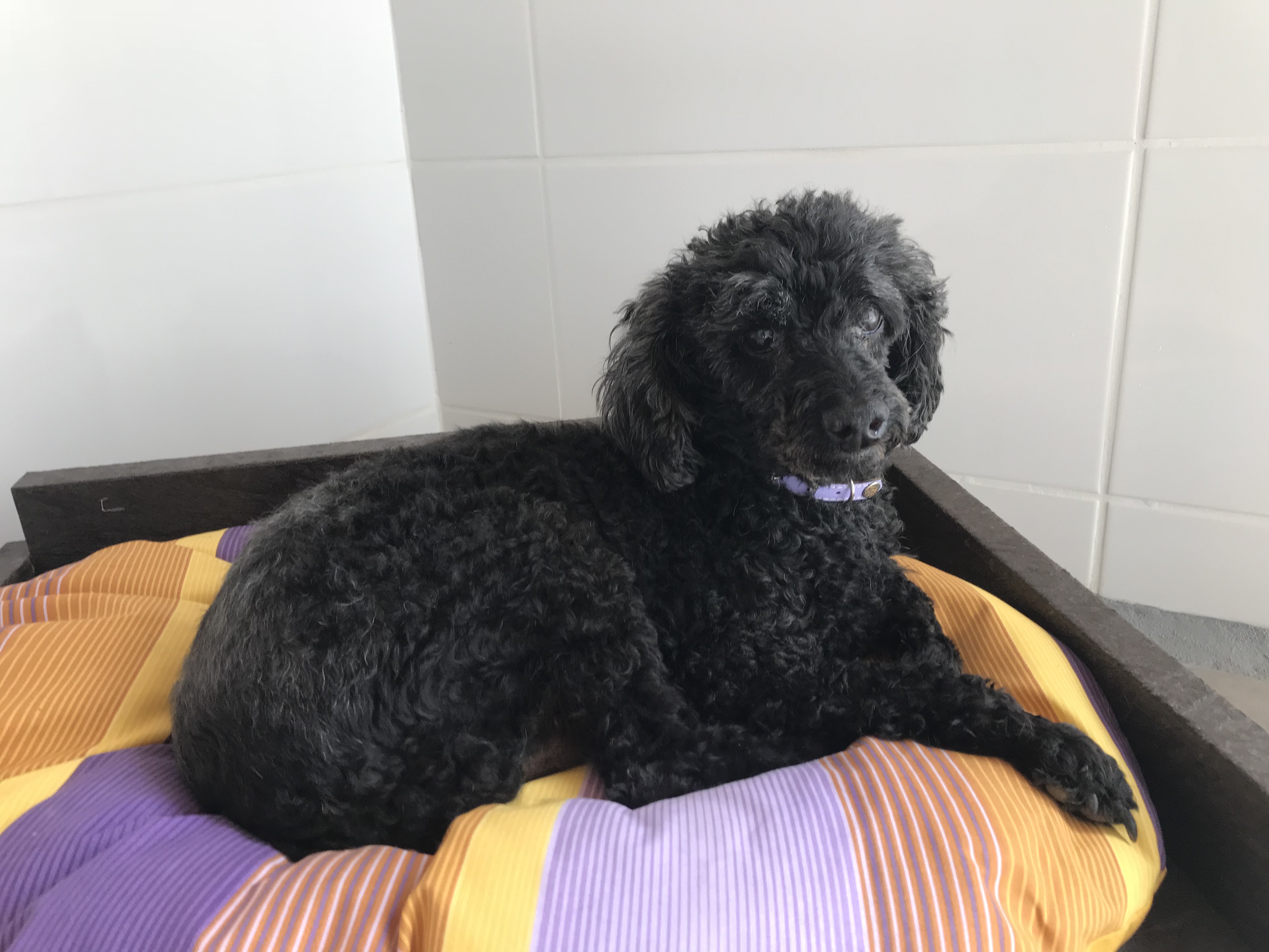 Chenil en Vendée Vendée Dog