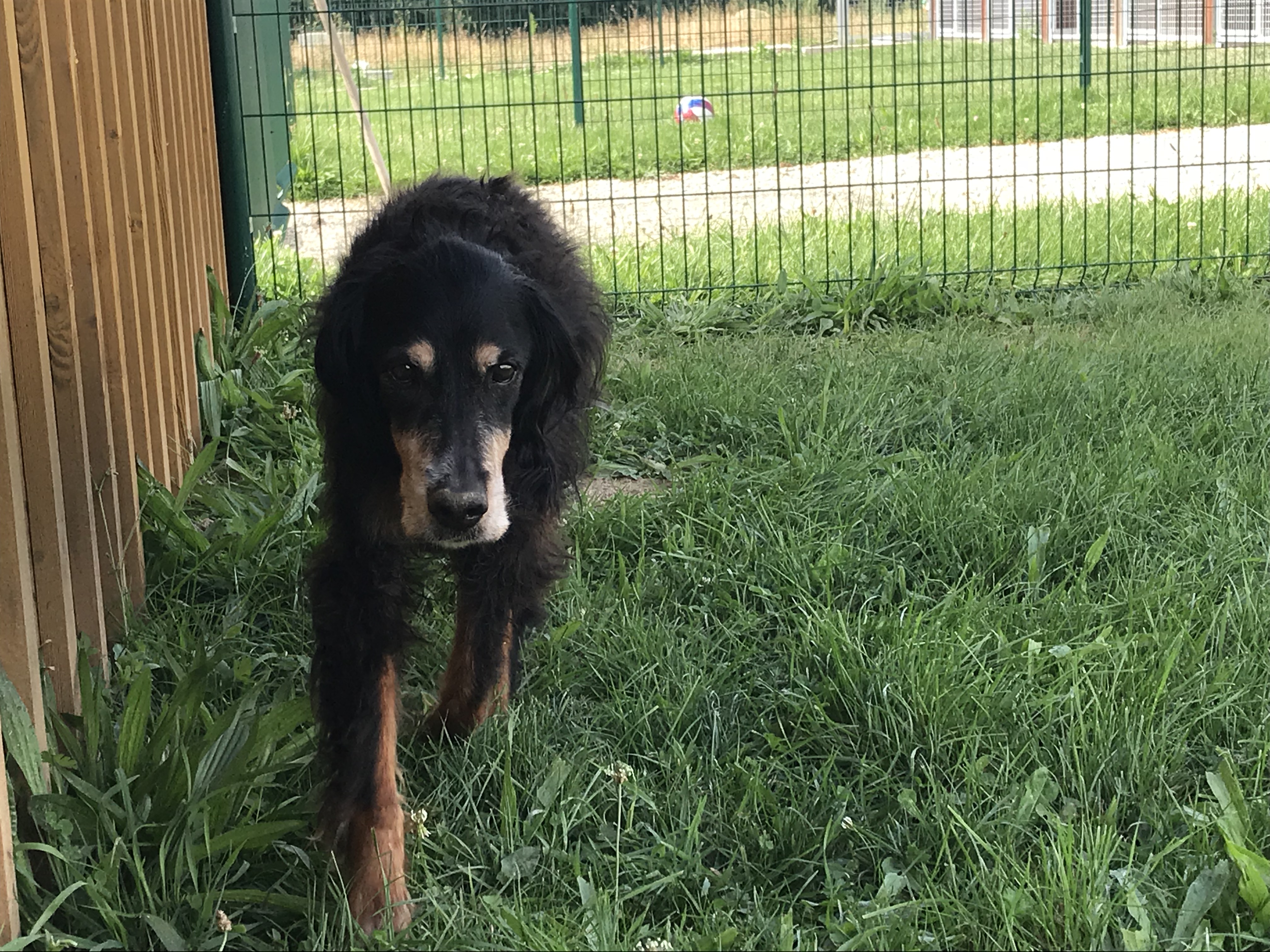 Chenil en Vendée Vendée Dog