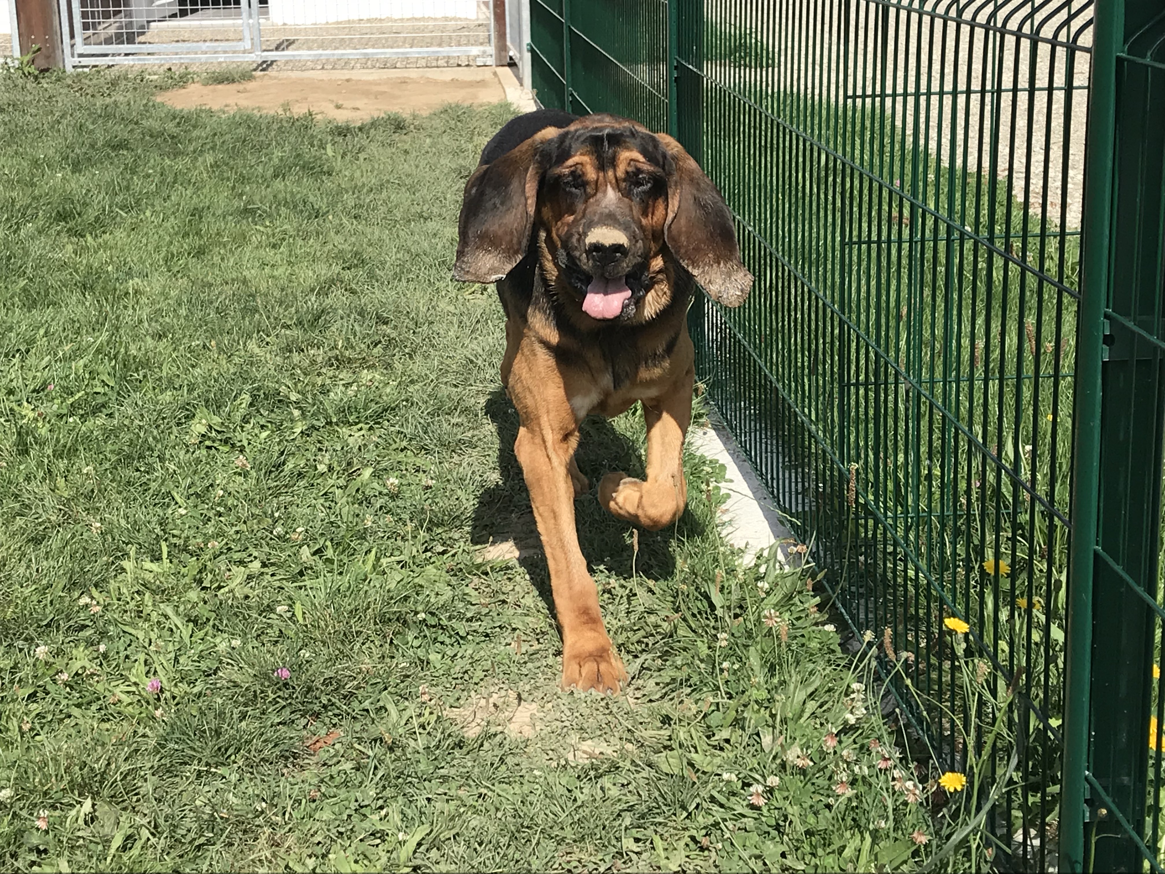 Chenil en Vendée Vendée Dog