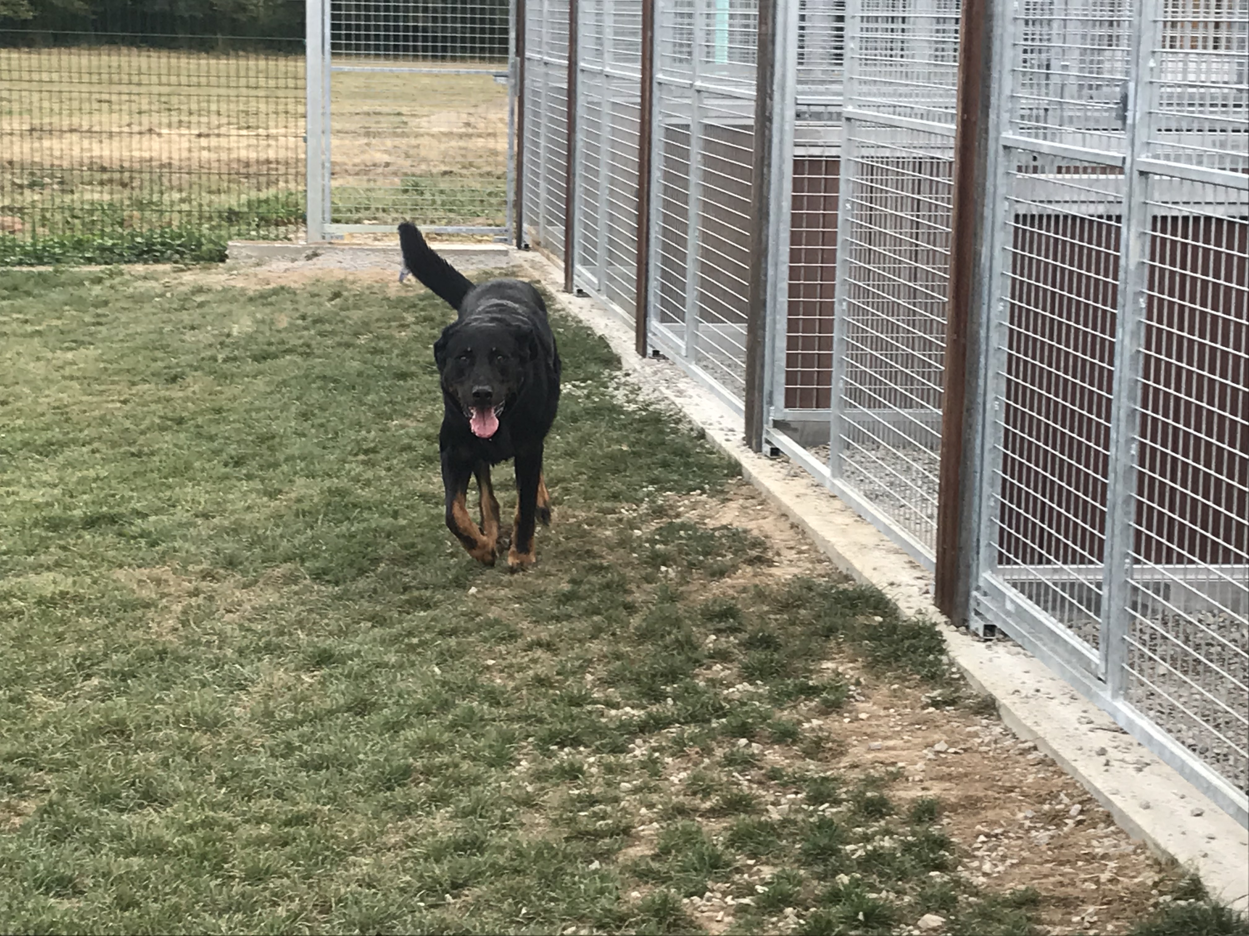 Chenil en Vendée Vendée Dog