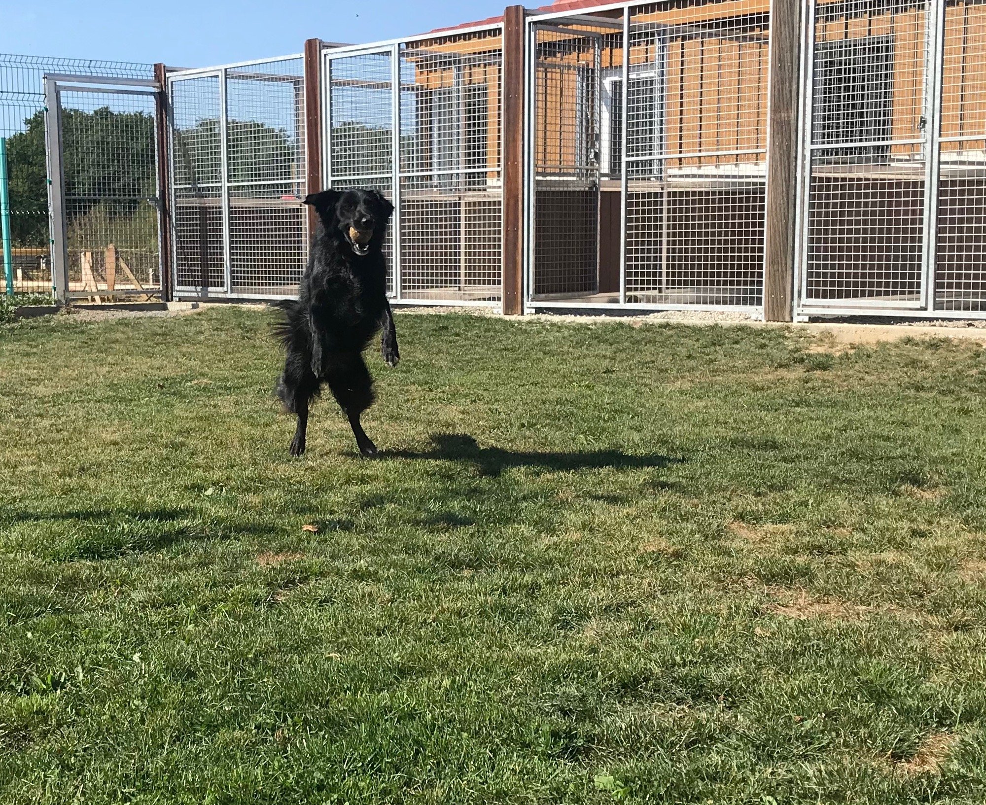 Chenil en Vendée Vendée Dog