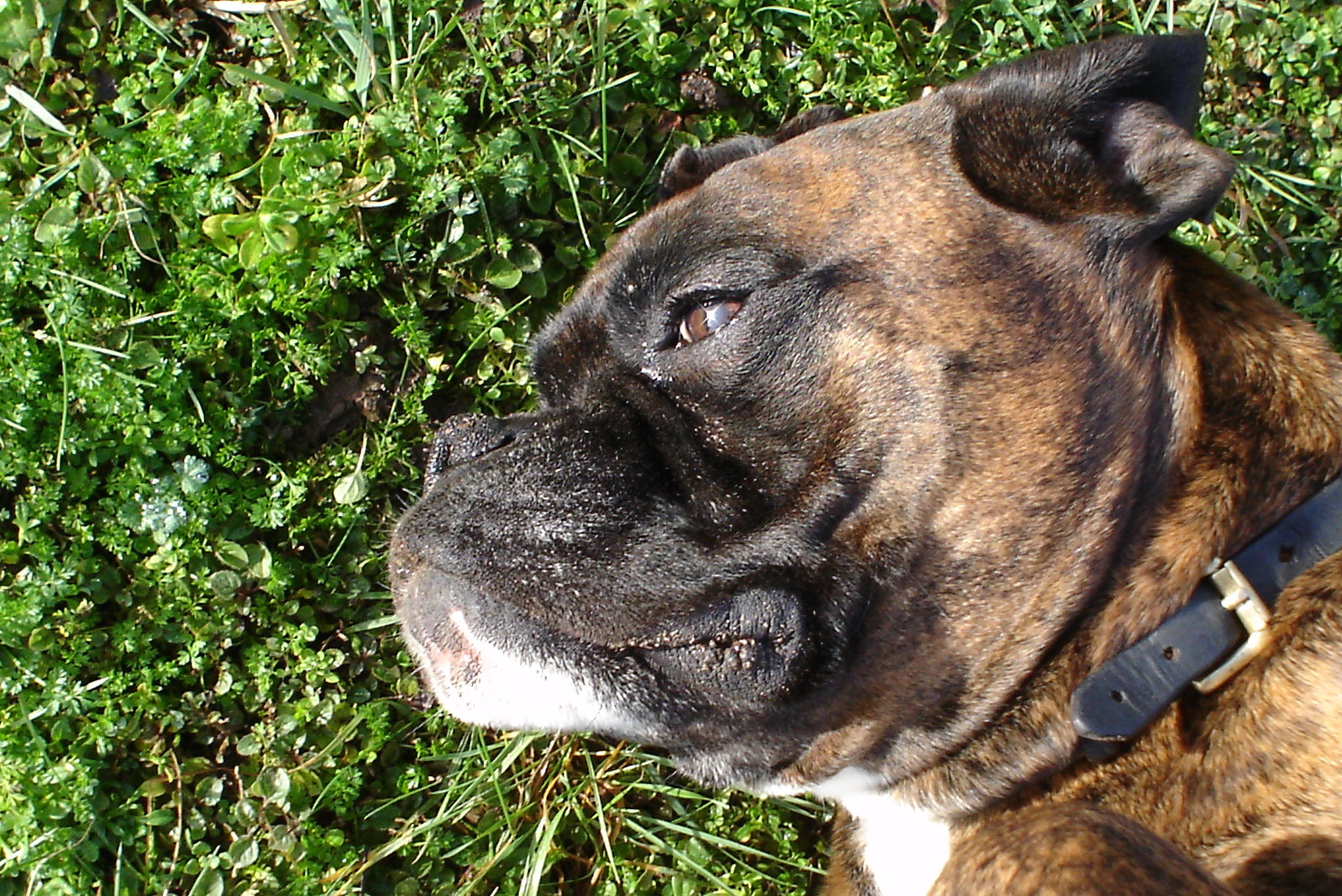 Chenil en Vendée Vendée Dog