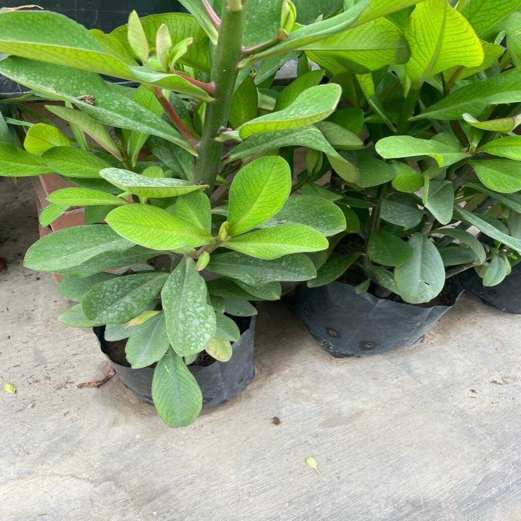 Planta de la Vida(Lechero Africano) 40cm Alto