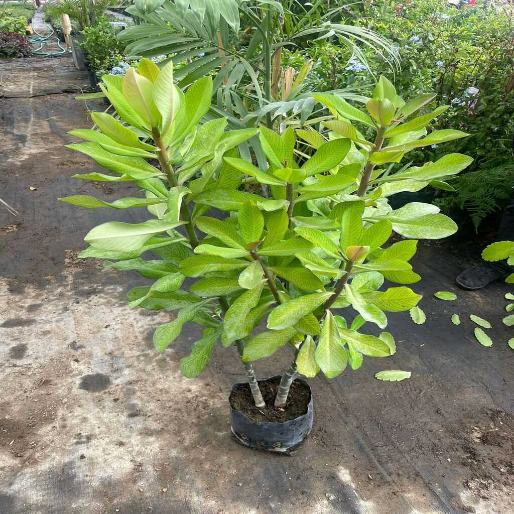 Planta de la Vida 1 Mt Alto