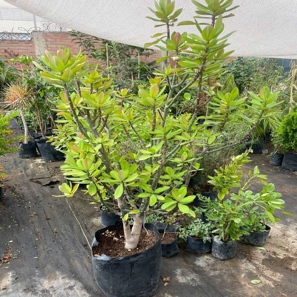 Planta de la Vida 1.5 Mt Alto
