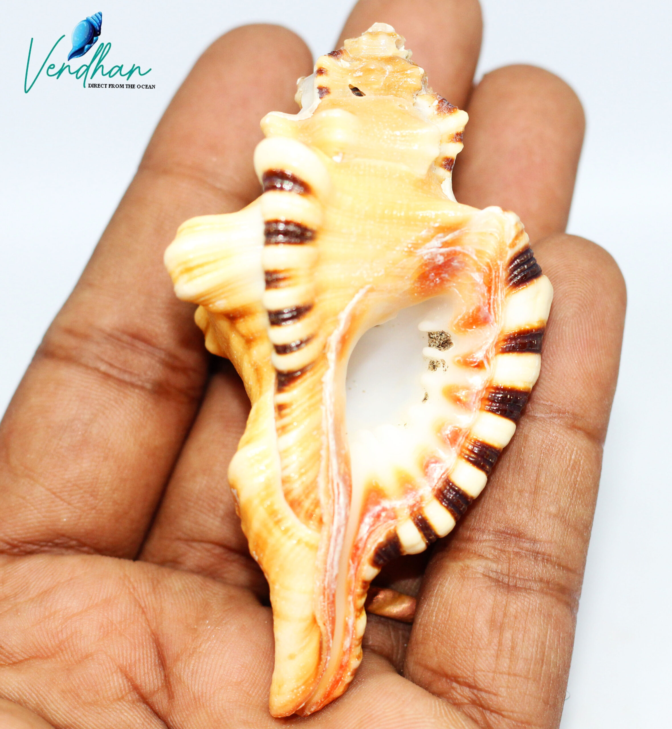 Vendhan Genuine Ganesh Shankh for Pooja ( Set of 2 PC ) Vendhan