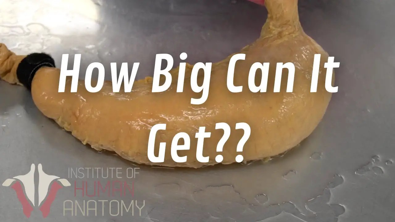 How Much Food Can Stomach Hold In Kg Vending Business Machine Pro Service