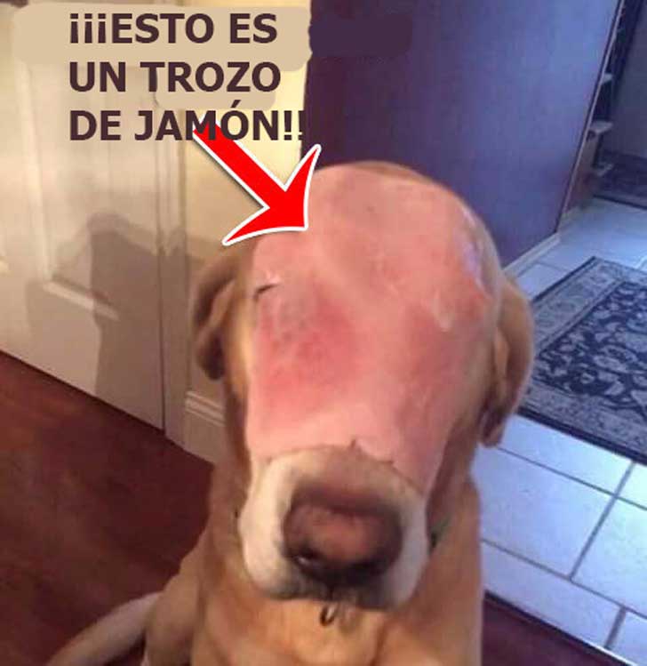 Miles de personas fueron engañadas al compartir esta foto