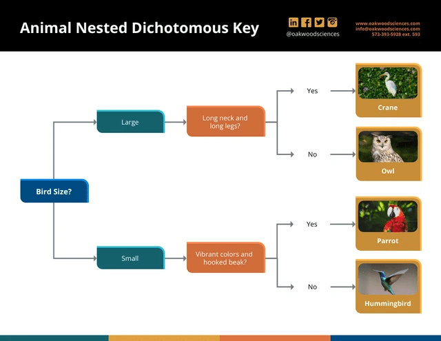 What is a Dichotomous Key and How to Make One? - Venngage