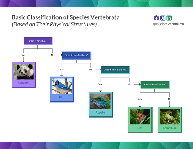 What is a Dichotomous Key and How to Make One? - Venngage