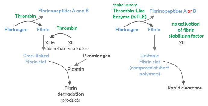 Thrombinlike enzymes VenomZone page