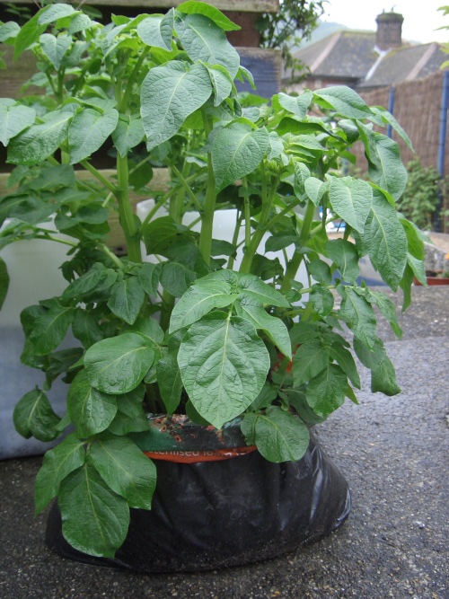 jani lane How to Grow Potatoes