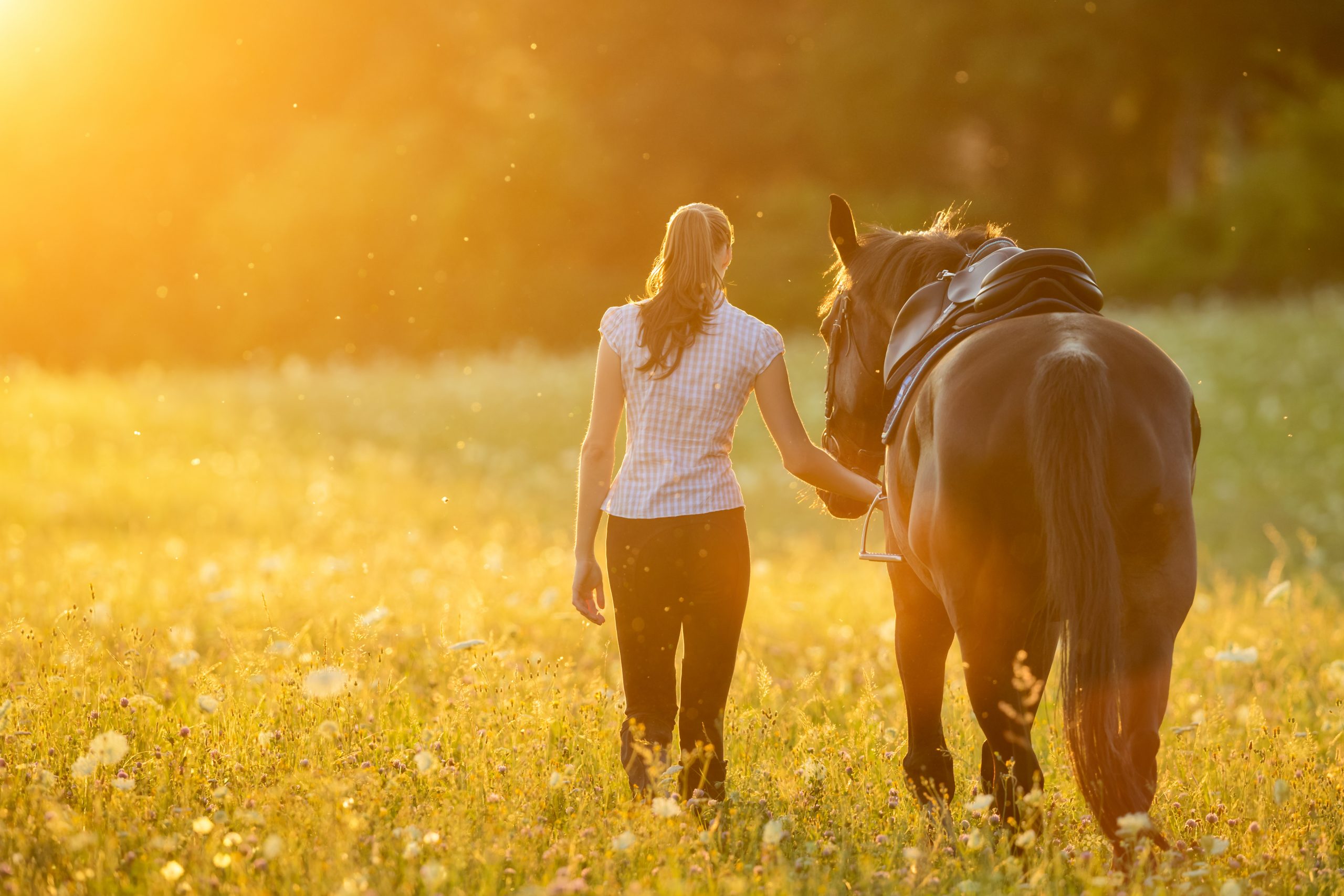 Tips Every Horse Owner Needs To Know About Horse Anxiety
