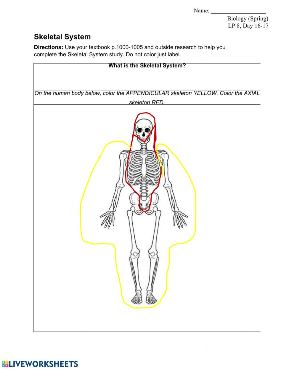 Appendicular Skeleton Worksheet Answers Worksheet for