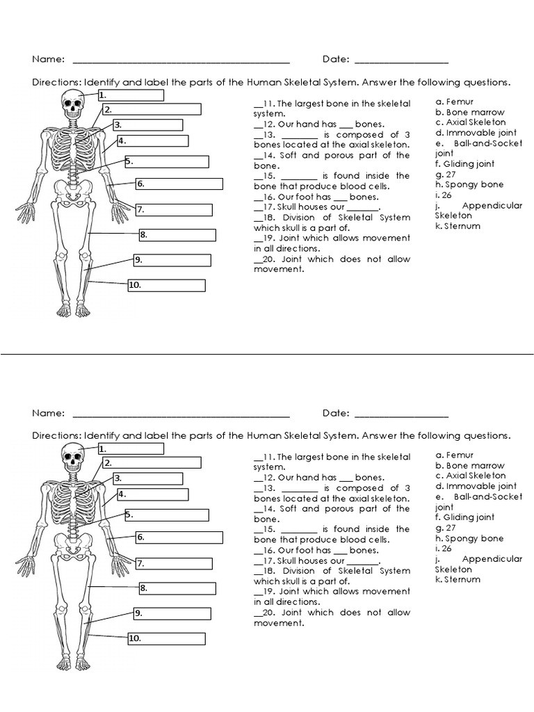 Appendicular Skeleton Worksheet Answers Worksheet for