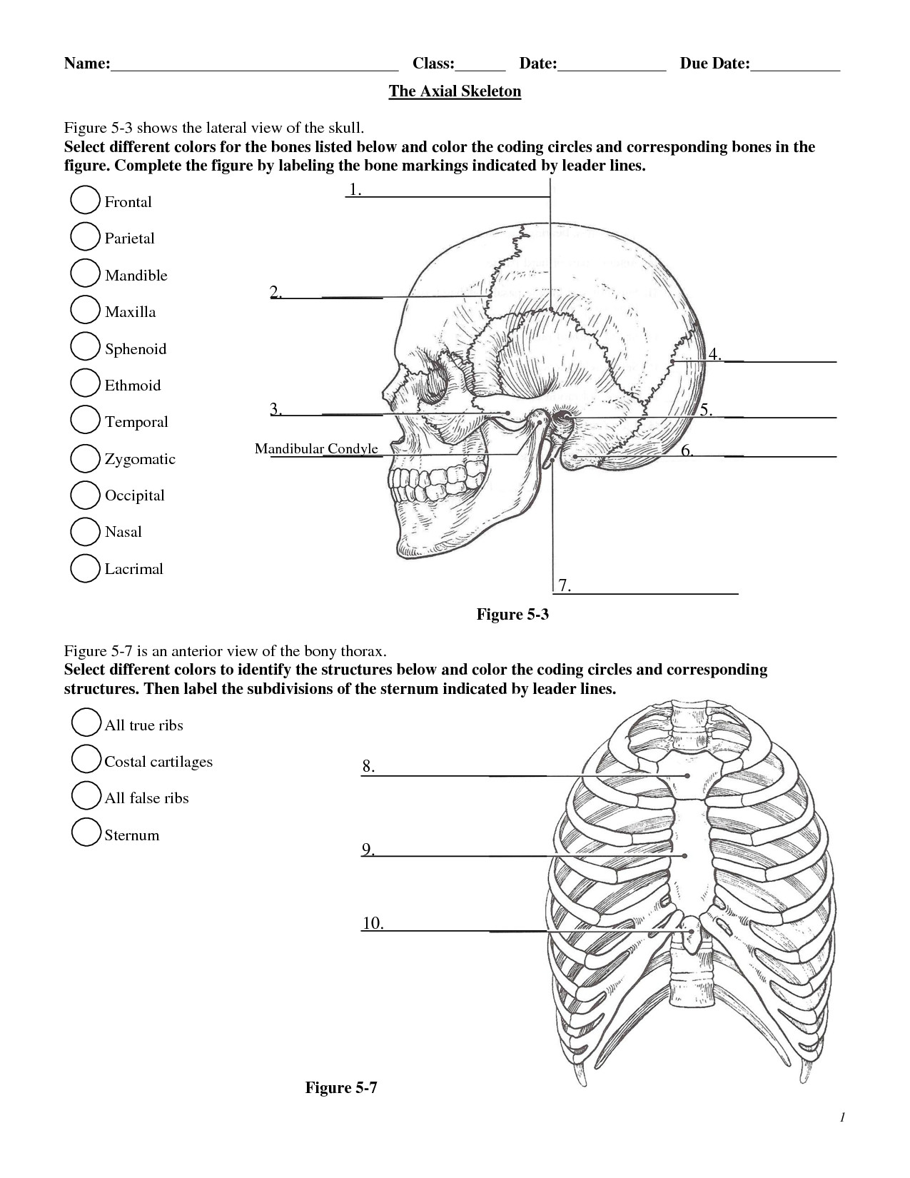 Appendicular Skeleton Worksheet Answers Worksheet for