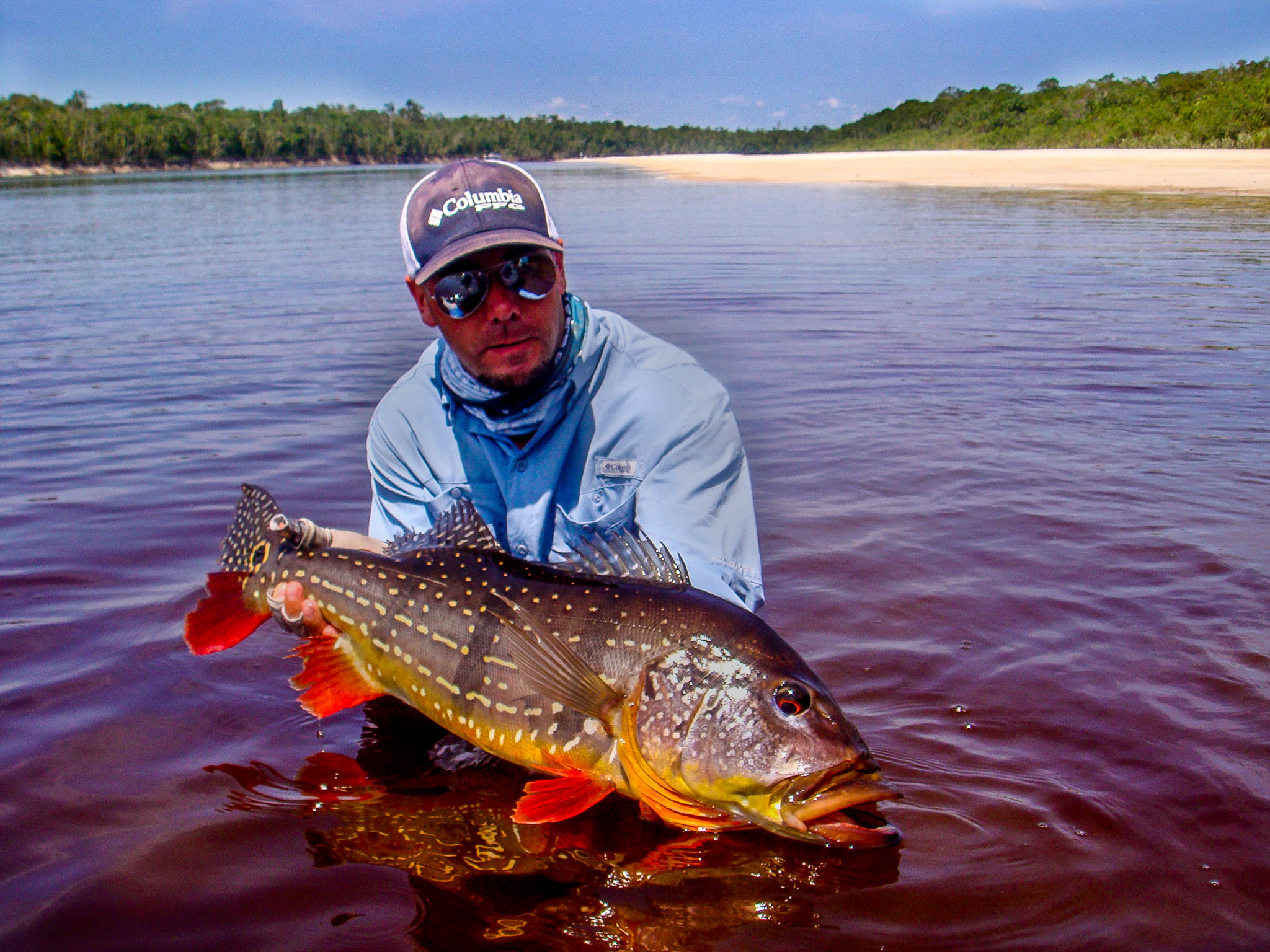 Fly Fishing Photo Brazil Peacock Bass on the Fly The Venturing Angler