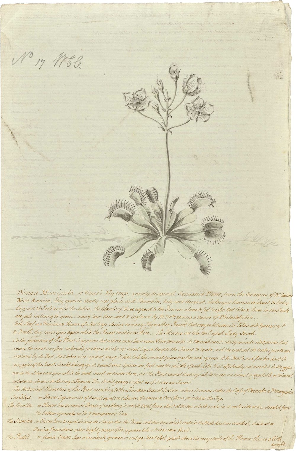 A detailed history of the Venus Flytrap