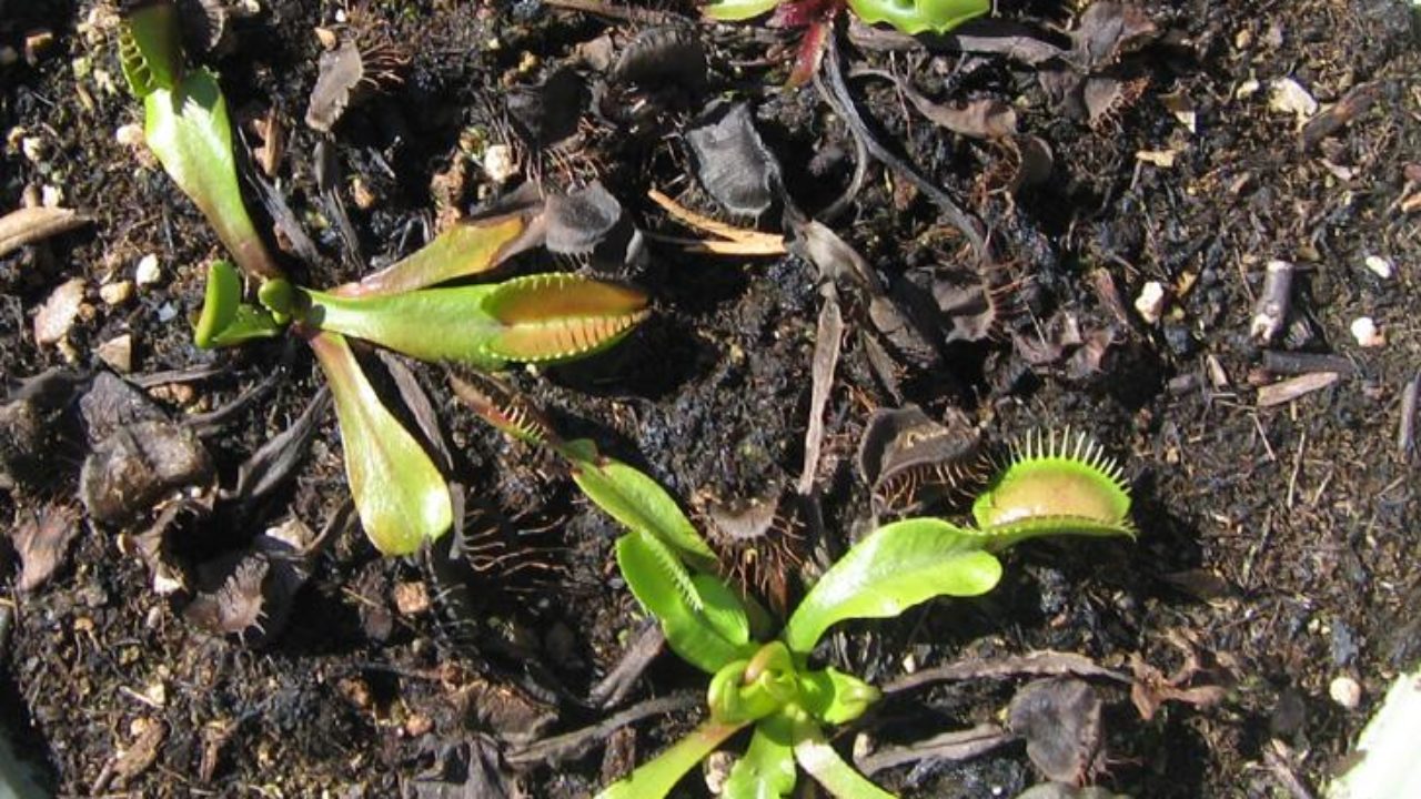 Venus Flytrap dormancy requirements