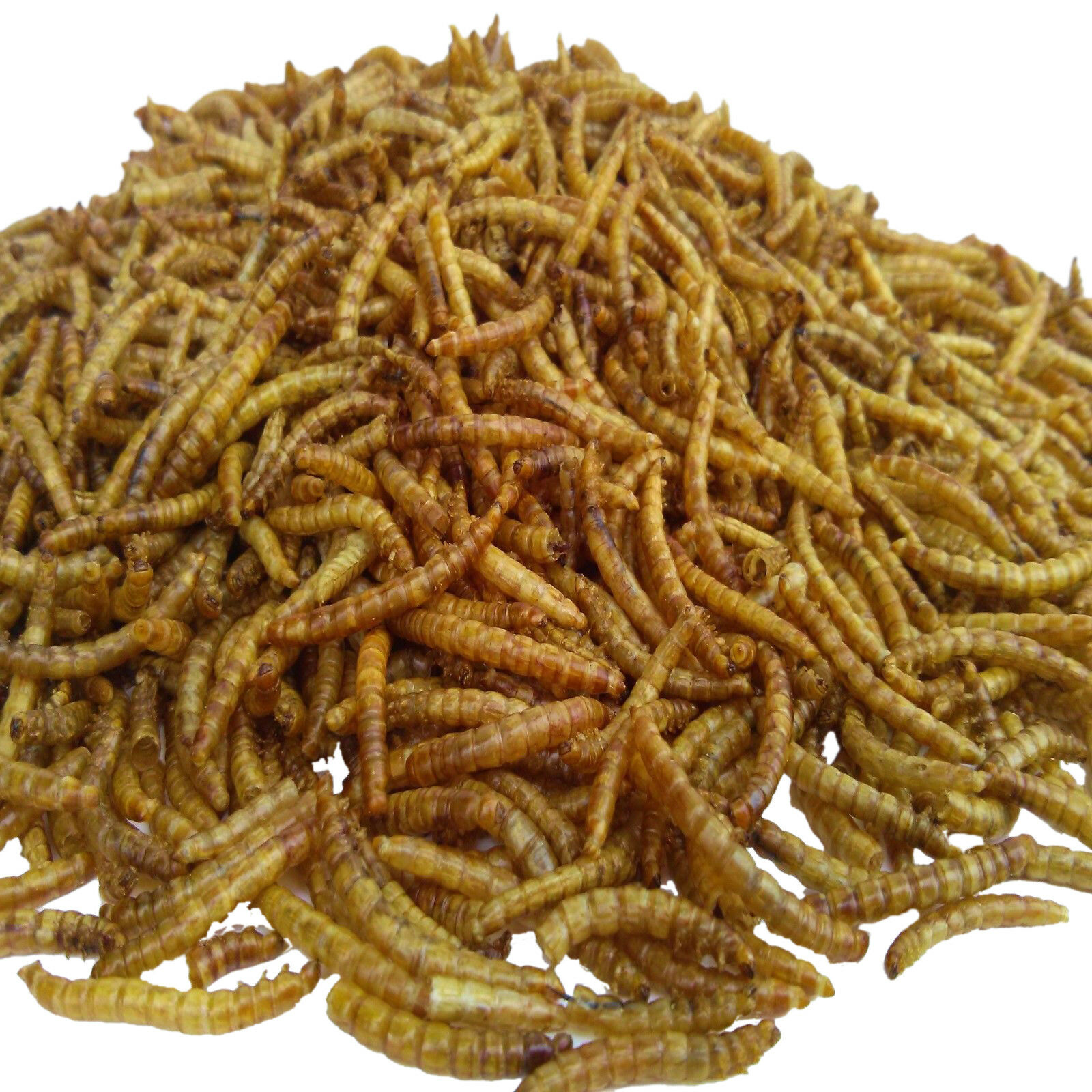 Freeze Dried Mealworms For Venus Flytraps, Pitcher Plants