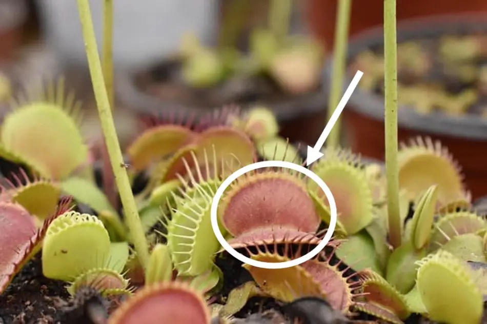 Can Venus Fly Traps Eat Ants? Venus Flytrap World