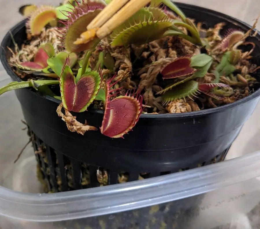 Venus Flytrap Food Options (a Beginners Guide With Pictures) Venus